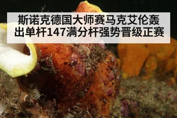 斯诺克德国大师赛马克艾伦轰出单杆147满分杆强势晋级正赛